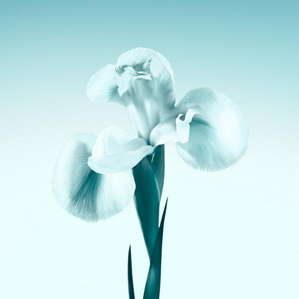Tiffany & Co. Tiffany Eau de Parfum #3